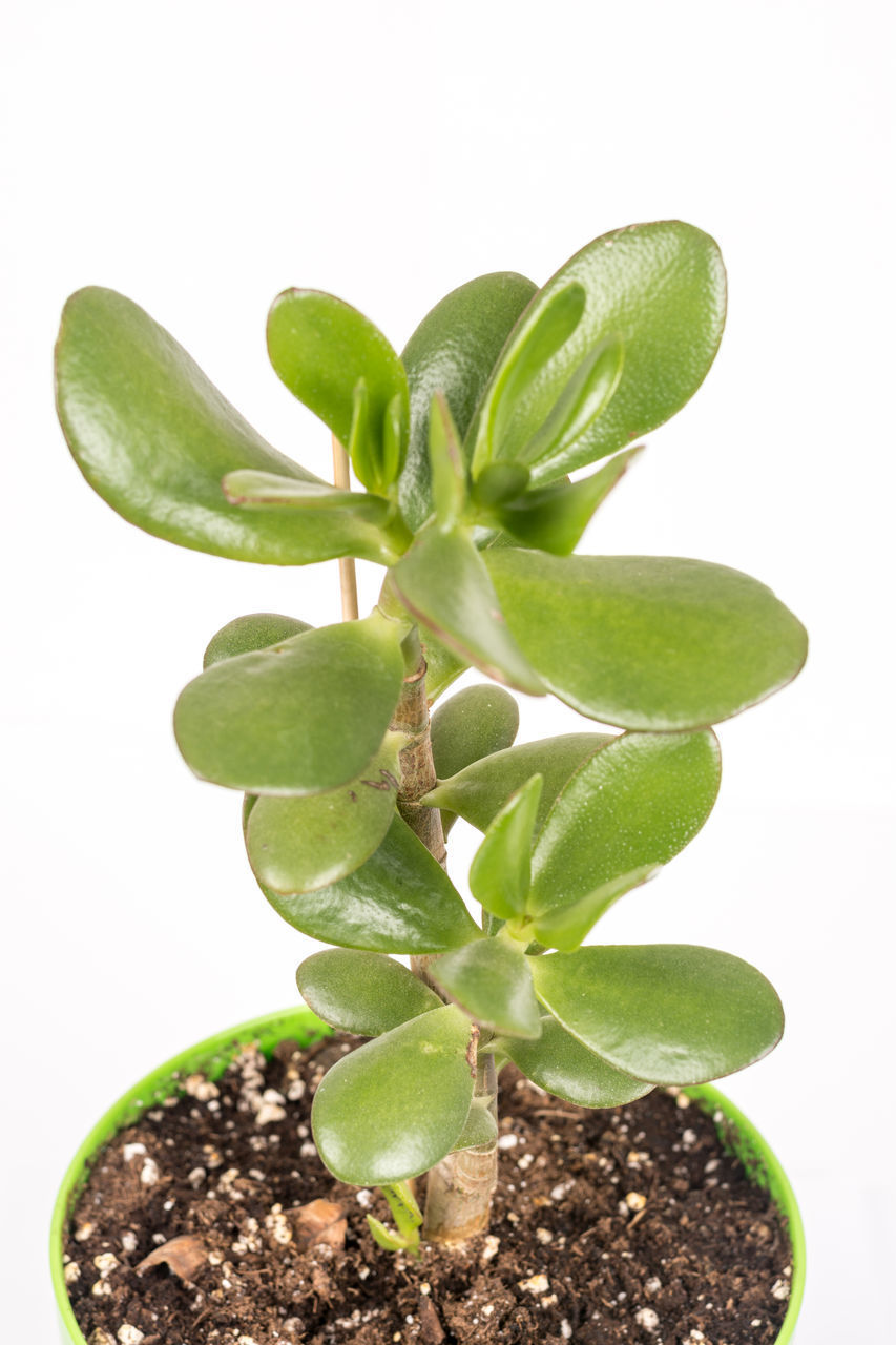 CLOSE-UP OF SMALL POTTED PLANT