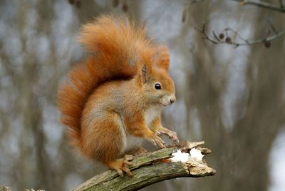 Close-up of squirrel on tree