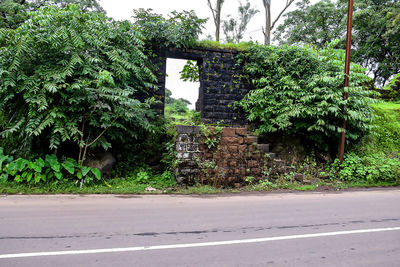 View of trees and plants growing by wall