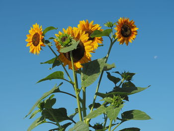 Low angle view of yellow flowering plant against clear sky