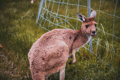 Deer in a field