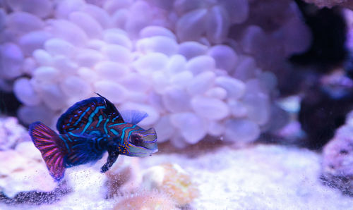 Close-up of fish swimming in tank at aquarium