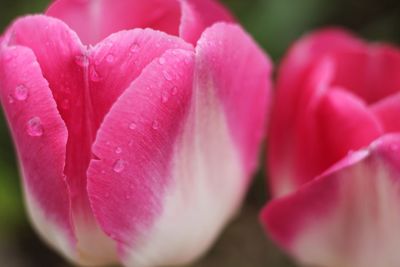 Close-up of pink flowers