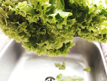 High angle view of chopped leaf in plate