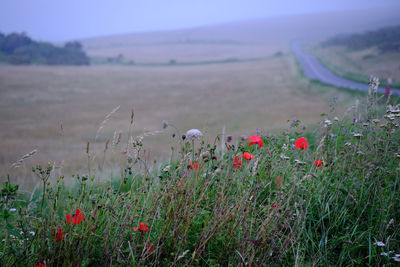 Flowering plants on field against sky