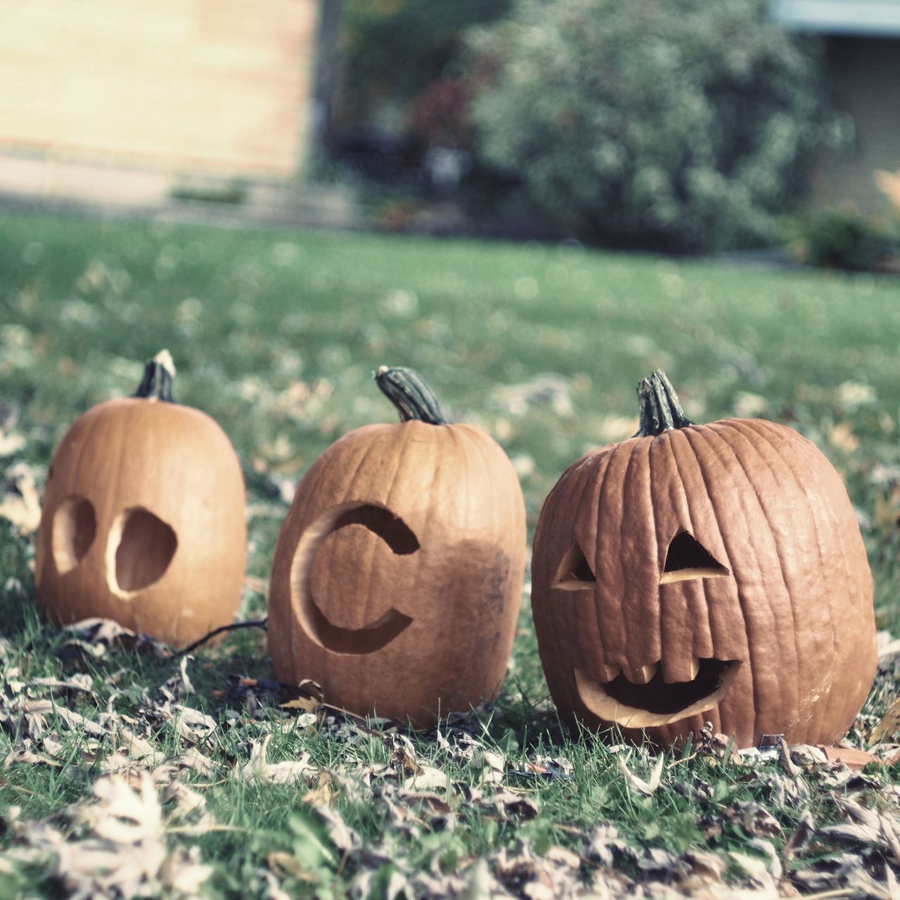 pumpkin, creativity, anthropomorphic face, no people, field, outdoors, halloween, day, grass, jack o lantern, nature