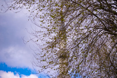 Low angle view of flowering tree against sky