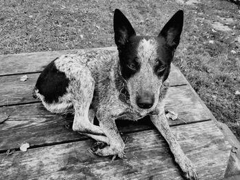 High angle portrait of dog sitting on wood