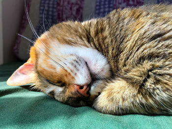 Close-up of cat sleeping