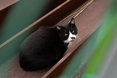 High angle view of cat looking away