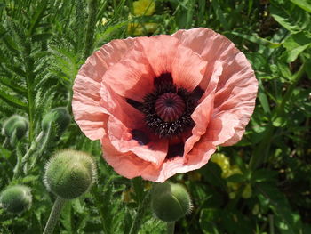 Close-up of red poppy flower