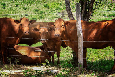 Portrait of cow standing on field