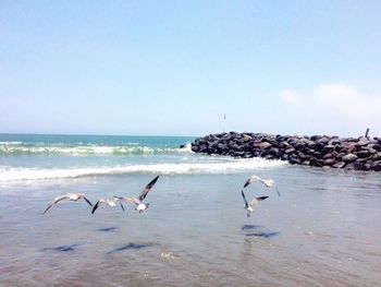 Seagulls flying over beach