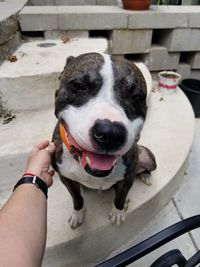 Close-up portrait of hand holding dog