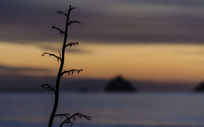 Close-up of silhouette plant against sky at sunset