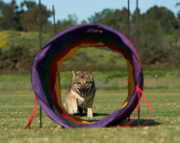 View of dog through tunnel