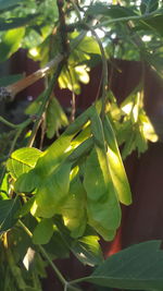 Close-up of fresh green leaves