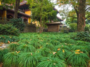 Plants and trees by building against house