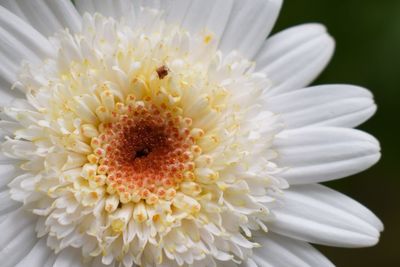 Close-up of white flower blooming outdoors