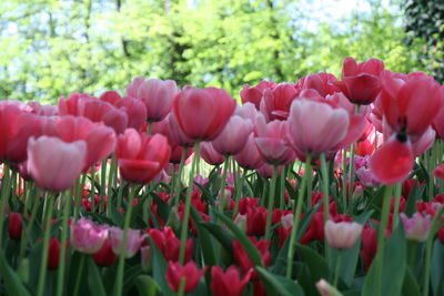 Close-up of pink tulips blooming in field