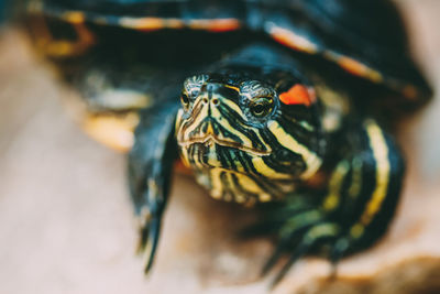 Extreme close-up of tortoise