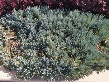 High angle view of succulent plant during winter