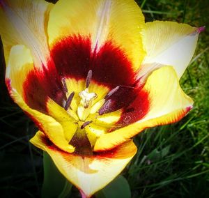 Close-up of yellow flower