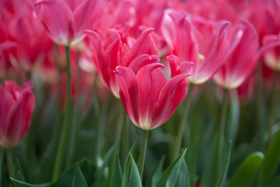 Close-up of pink tulips