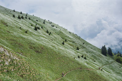 Hillside meadow of blooming white daffodil flowers, mt. golica