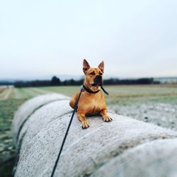 Close-up of dog against sky