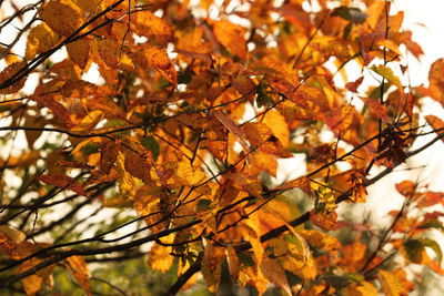 Low angle view of maple tree