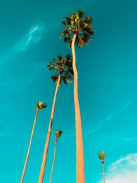 Low angle view of palm tree against blue sky