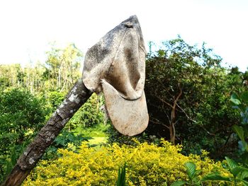 Low angle view of giraffe on tree against sky