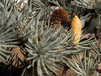 Close-up of tree branch