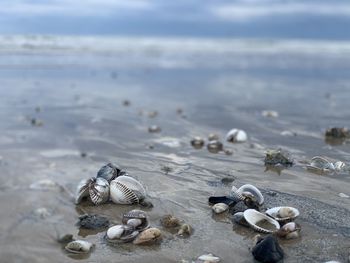 View of seashell on beach