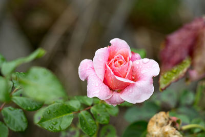 Close-up of rose blooming outdoors