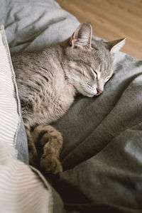 High angle view of cat sleeping on bed