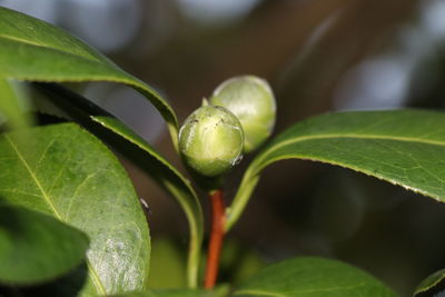 Close-up of fresh green plant