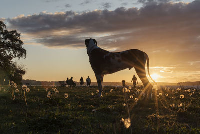 Dog standing on field against sky during sunset