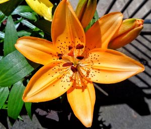 Close-up of day lily blooming outdoors