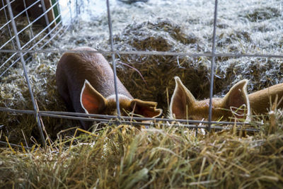 Close-up of pigs on hay seen through fence at barn