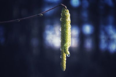 Close-up of plant