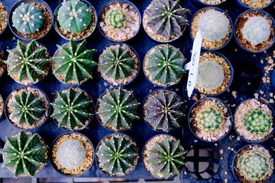 Directly above shot of potted plants