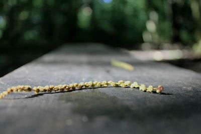 Close-up of plant on a bench