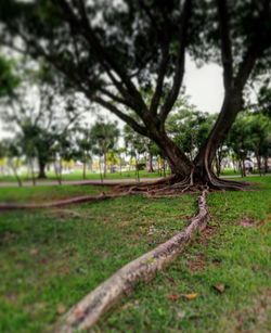 Close-up of tree trunk on field