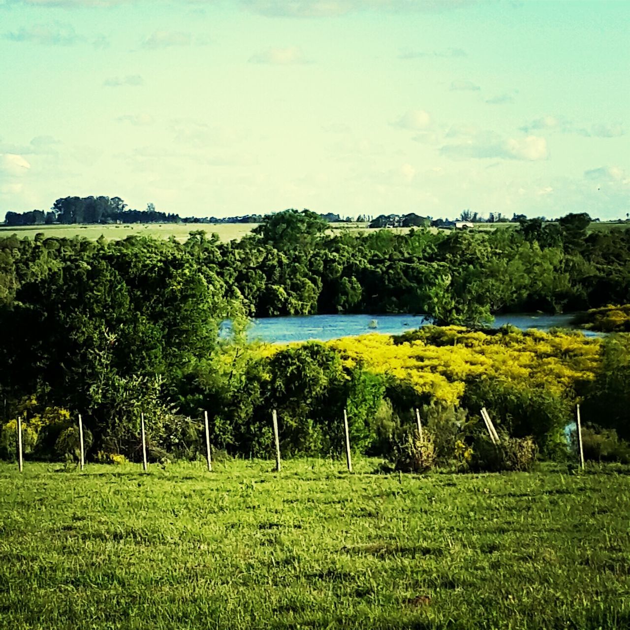 tree, grass, green color, growth, tranquil scene, sky, beauty in nature, tranquility, nature, field, scenics, plant, landscape, water, flower, building exterior, built structure, green, architecture, day