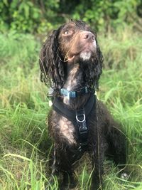 Dog looking away on field