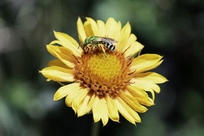 Close-up of insect on yellow flower