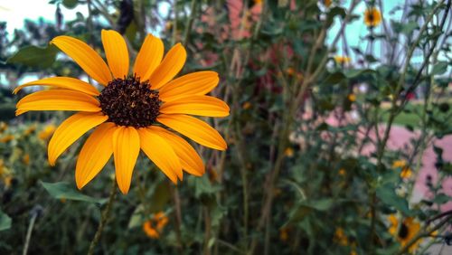 Close-up of yellow daisy flower