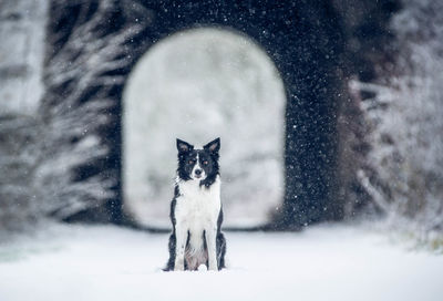 Portrait of dog in snow